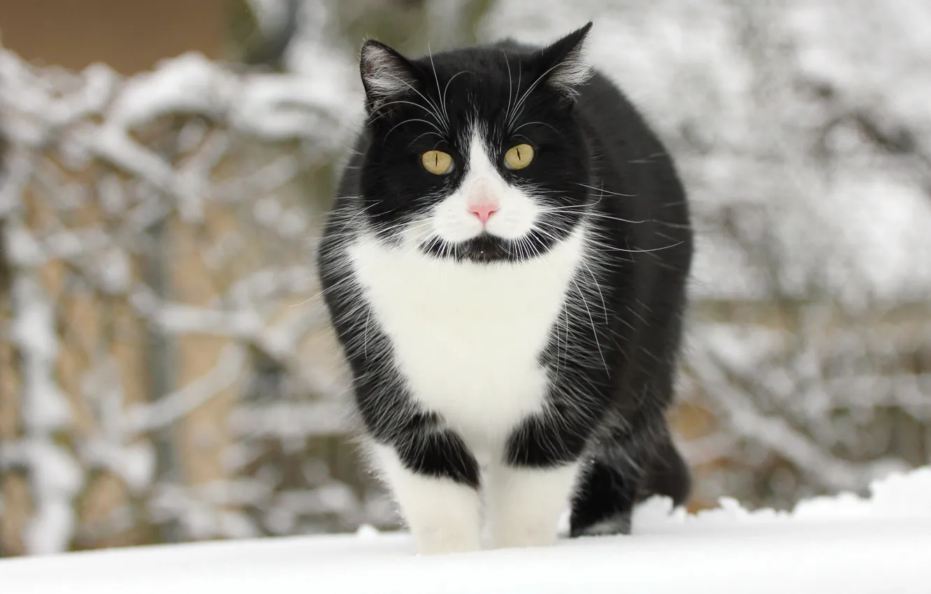 Photo wallpaper winter, cat, cat, snow, black and white