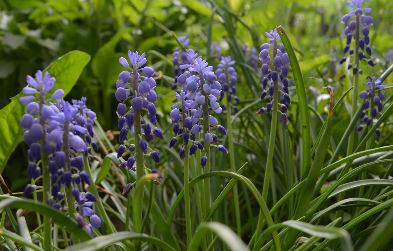 Photo wallpaper grass, flowers, closeup