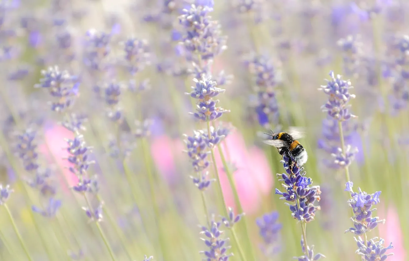 Photo wallpaper flowers, nature, insect, bumblebee, lavender