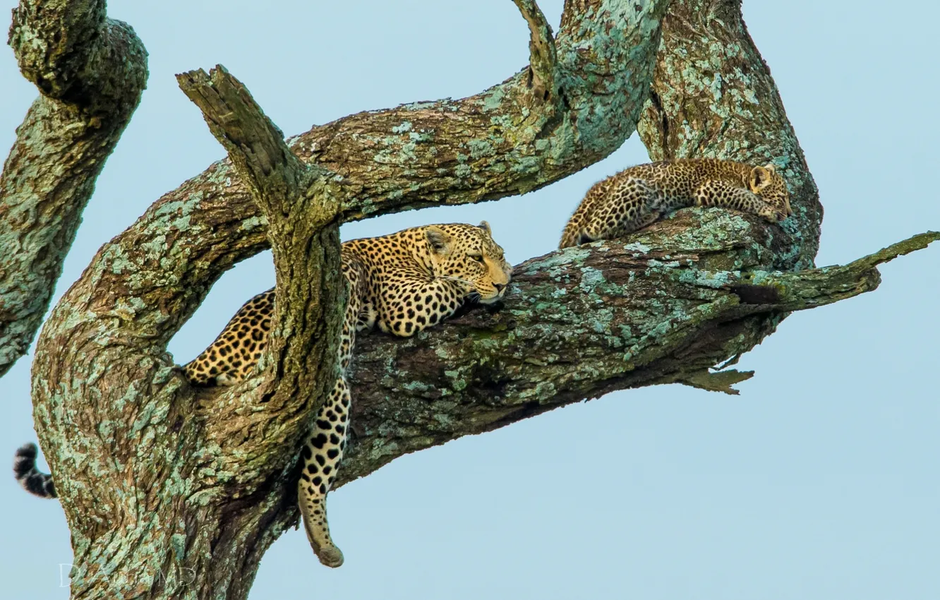 Photo wallpaper tree, stay, baby, leopards