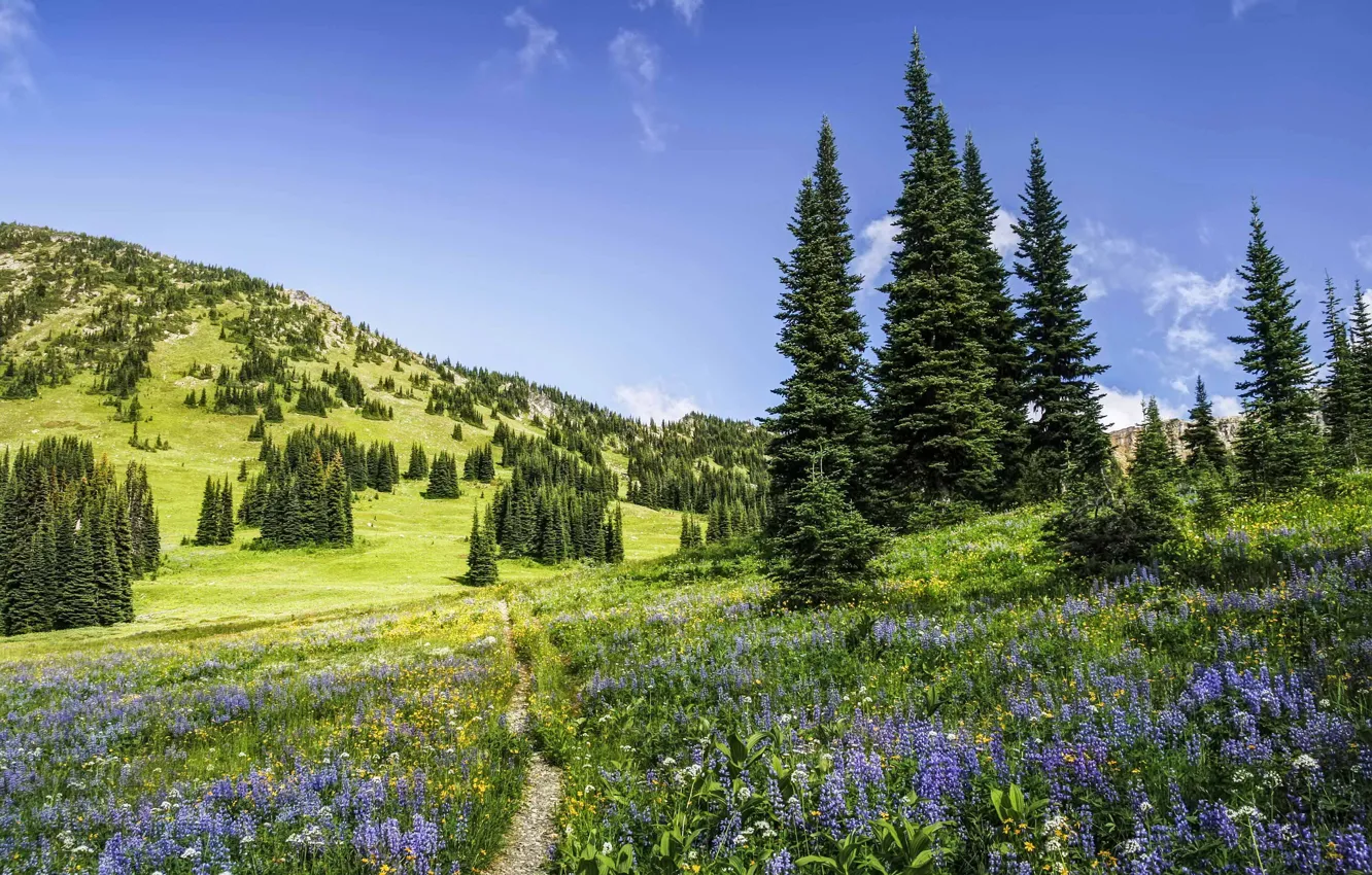 Photo wallpaper summer, trees, flowers, ate, path, Washington, Washington State, North Cascades National Park