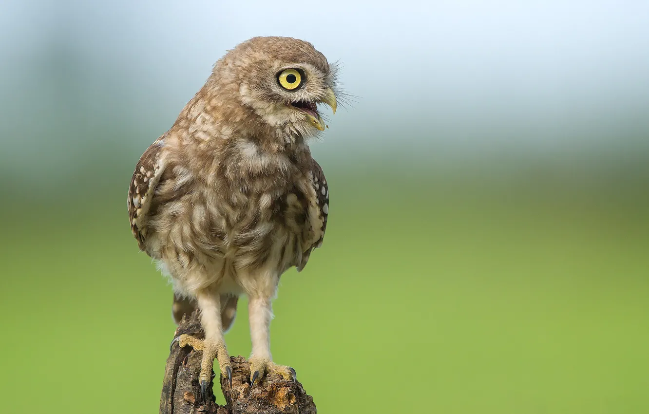 Photo wallpaper bird, stump, little owl
