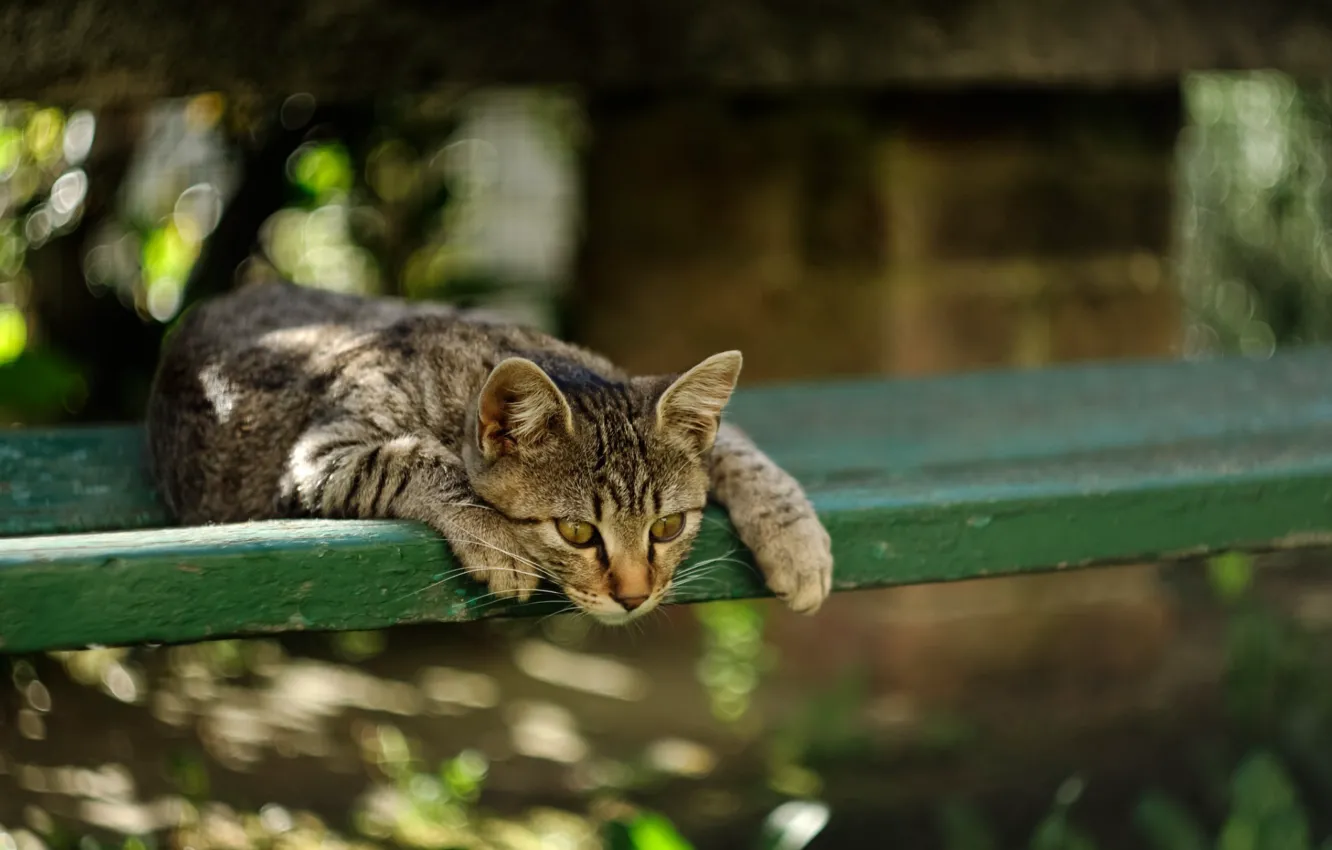 Photo wallpaper cat, blur, lies, striped