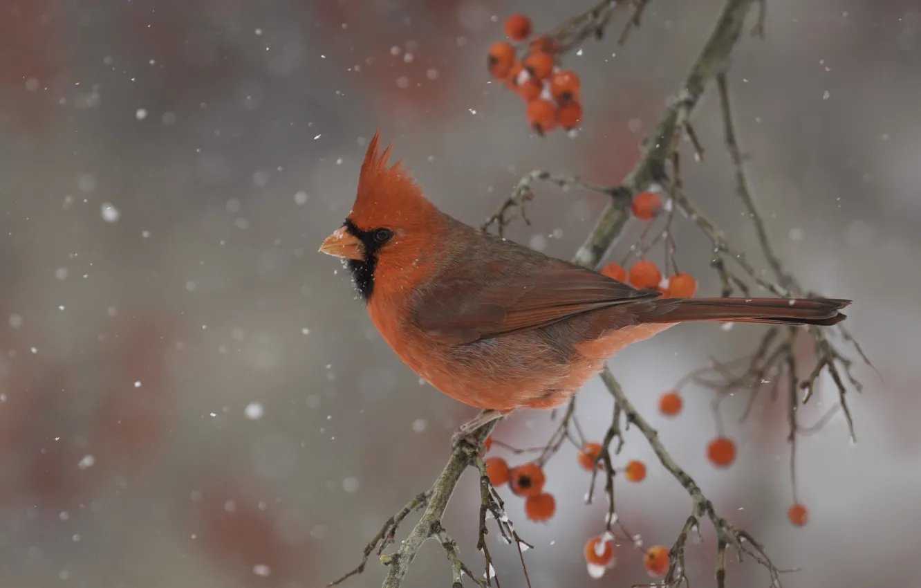 Photo wallpaper winter, nature, berries, bird, branch, cardinal