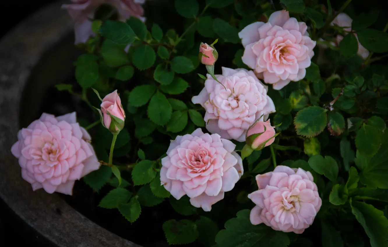 Photo wallpaper leaves, roses, pink, buds