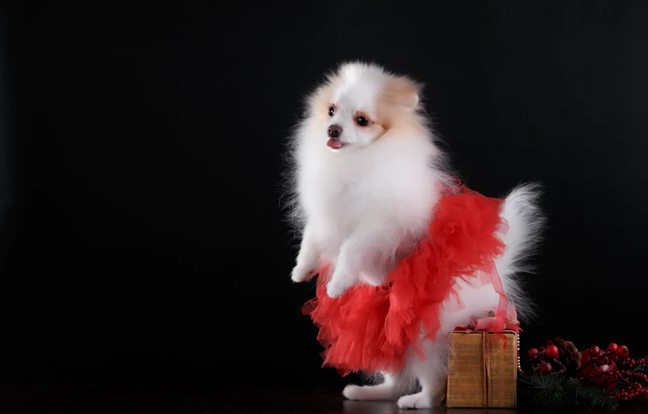 Photo wallpaper background, gift, skirt, dog