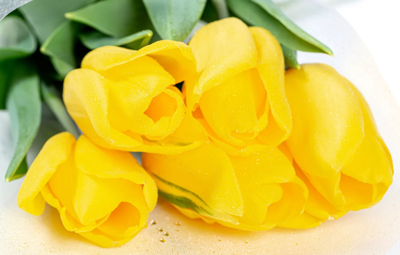Photo wallpaper macro, tulips, white background, buds, yellow