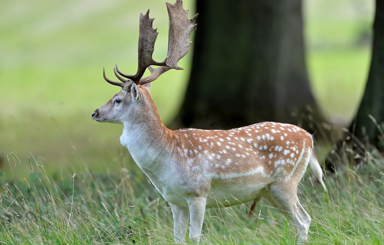 Photo wallpaper grass, nature, deer, spotted