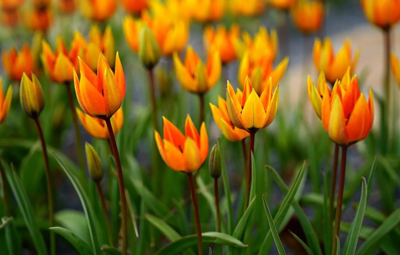 Photo wallpaper flowers, orange, bright, spring, tulips, flowerbed, fire