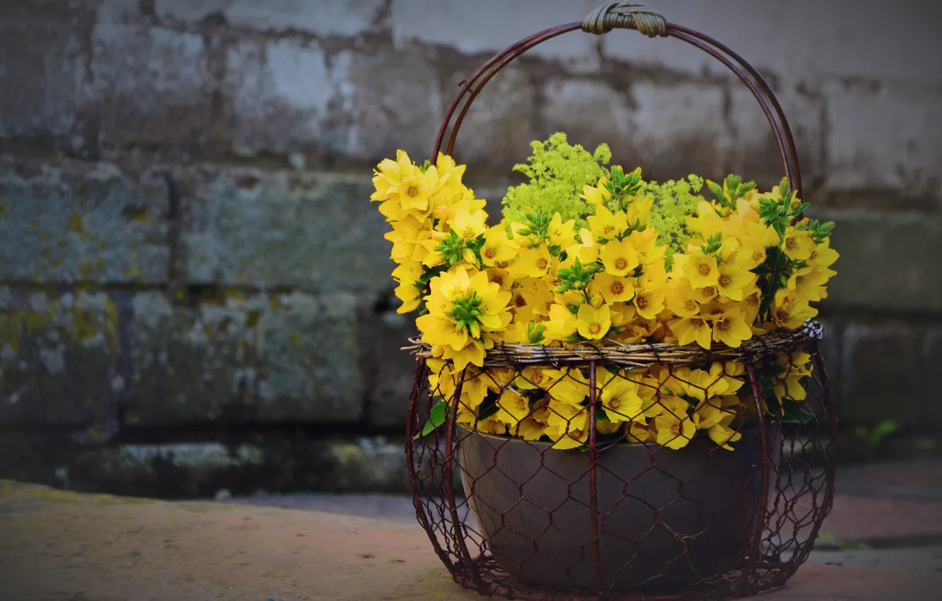 Photo wallpaper flowers, yellow, basket, loosestrife