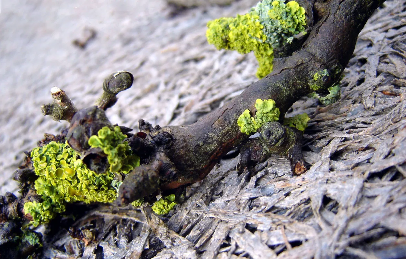 Photo wallpaper moss, Branch