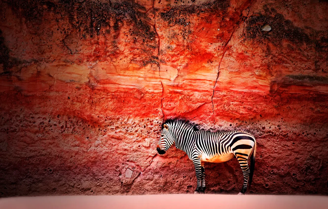Photo wallpaper wall, stone, Zebra
