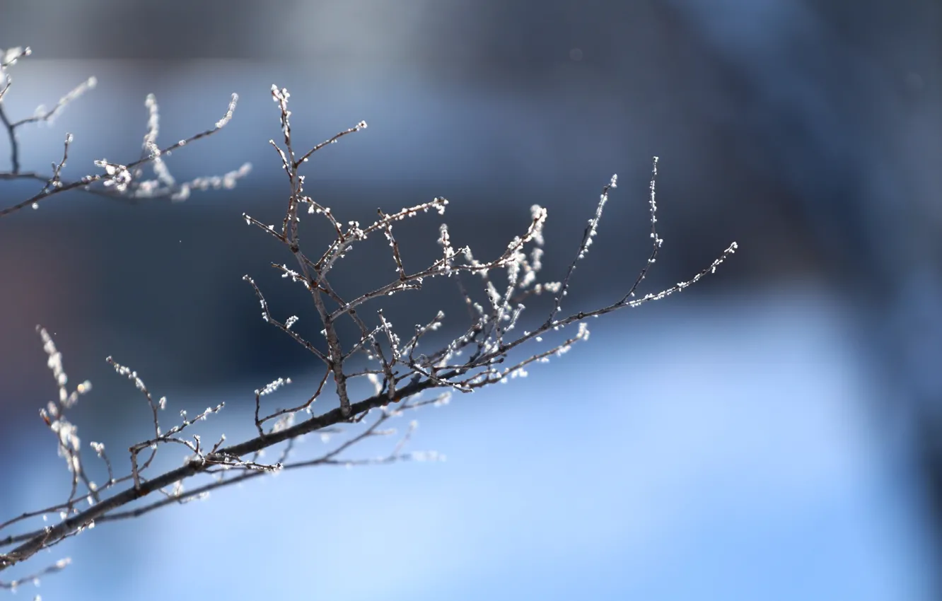 Photo wallpaper winter, snow, sprig, background