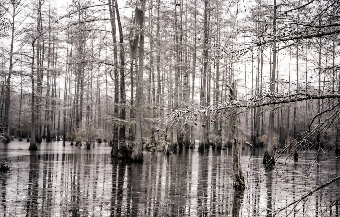 Photo wallpaper forest, trees, nature