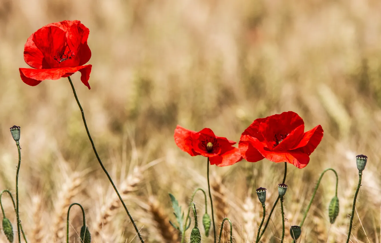 Photo wallpaper field, flowers, Maki, ears