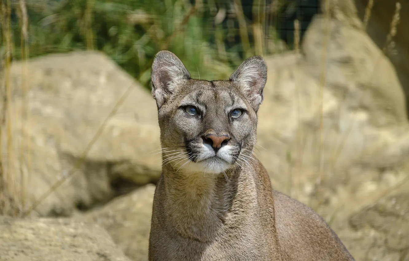 Photo wallpaper face, Puma, wild cat, mountain lion, Cougar, look up