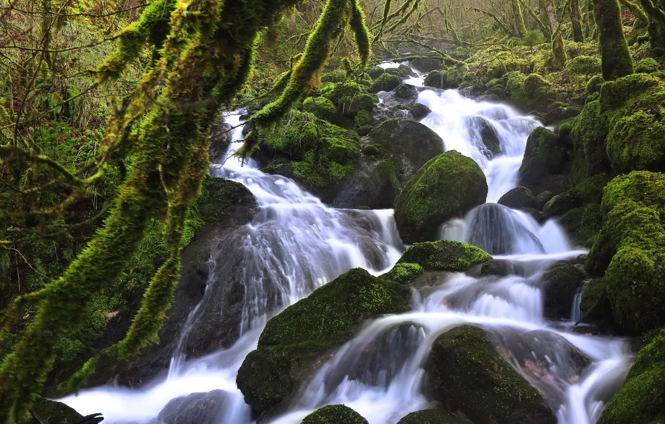 Photo wallpaper forest, water, river, stones, moss, stream