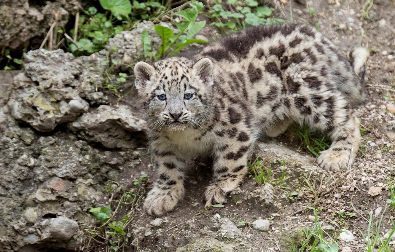 Photo wallpaper leopard, IRBIS, snow leopard, cub