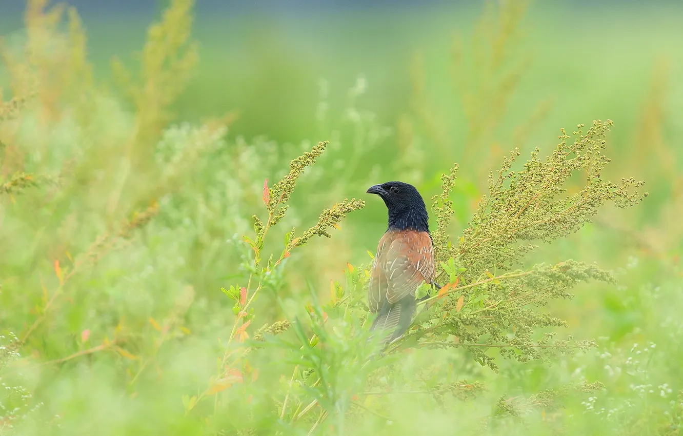 Photo wallpaper grass, bird, small, cuckoo, African clawed