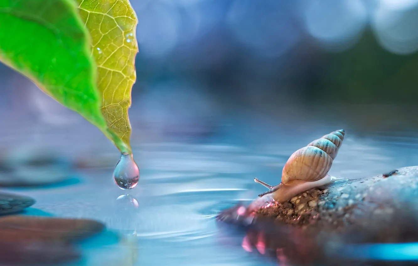 Photo wallpaper leaves, water, stones, snail, Melania