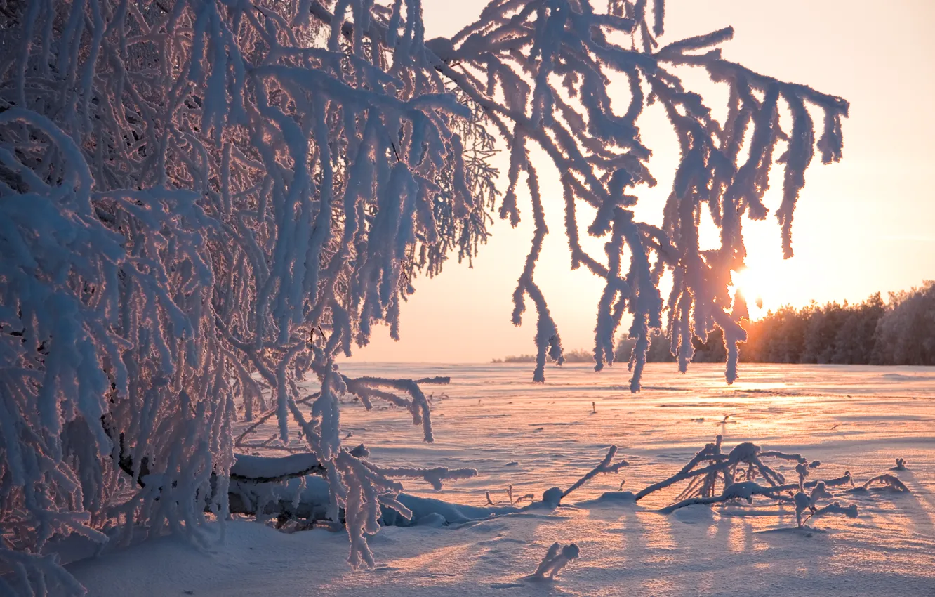 Photo wallpaper winter, frost, the sun, snow, trees