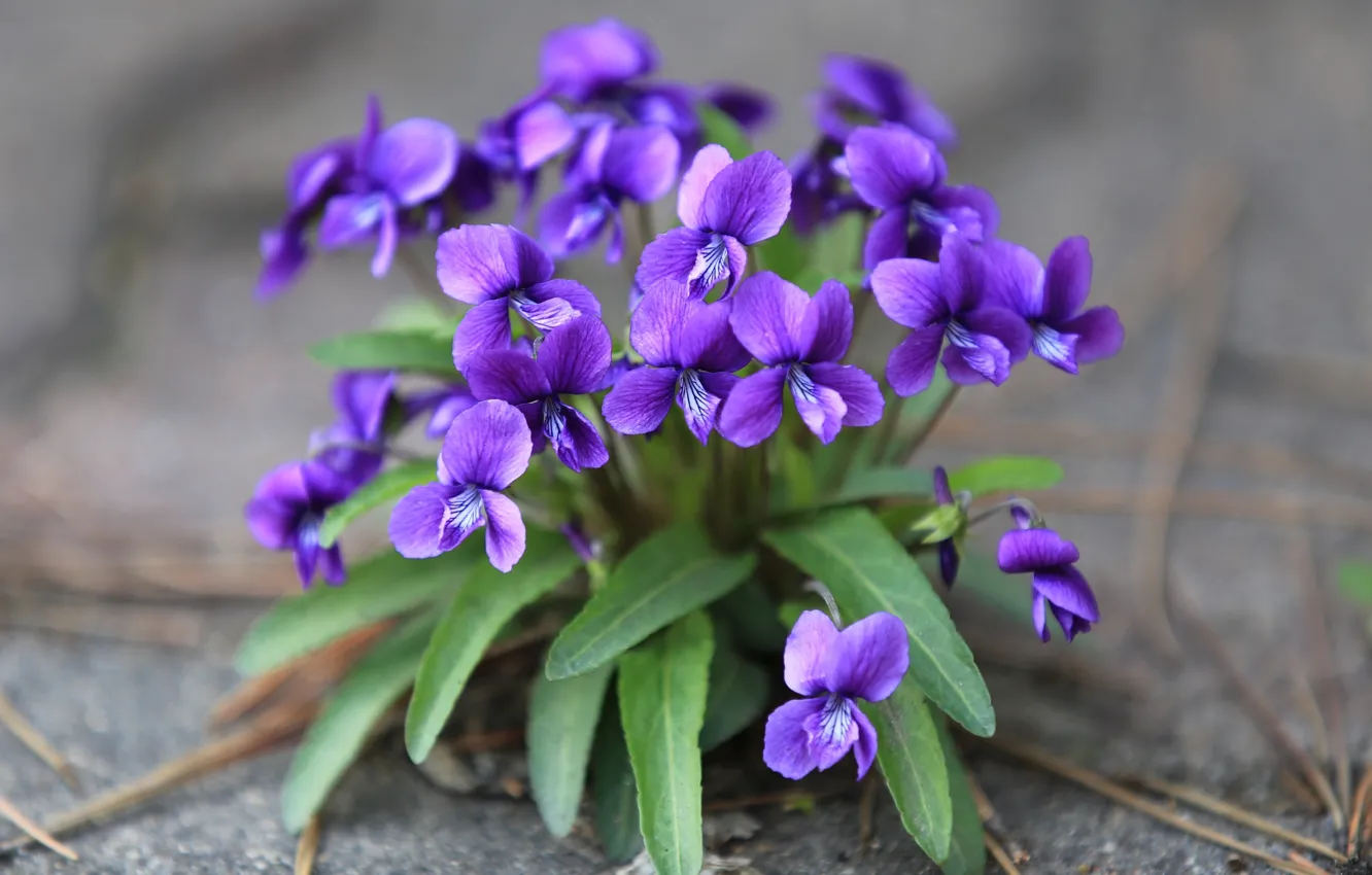 Photo wallpaper purple, viola, violet, forest