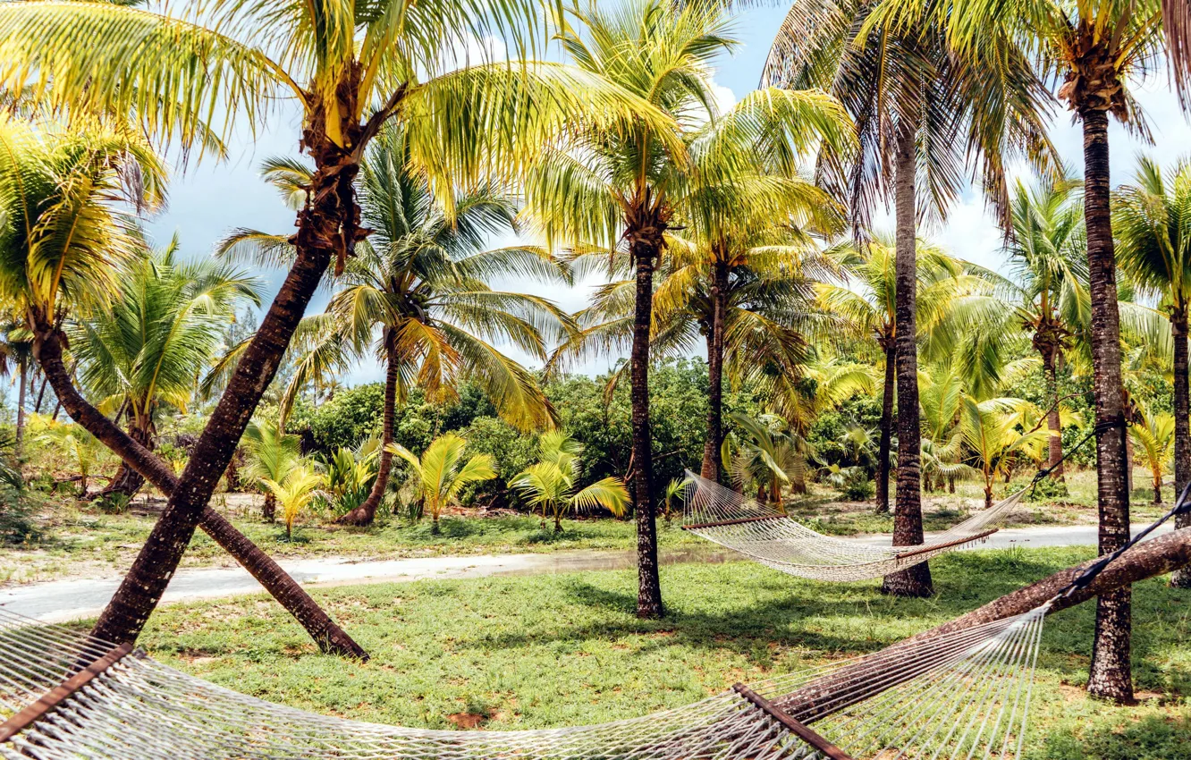 Photo wallpaper tropics, palm trees, hammocks