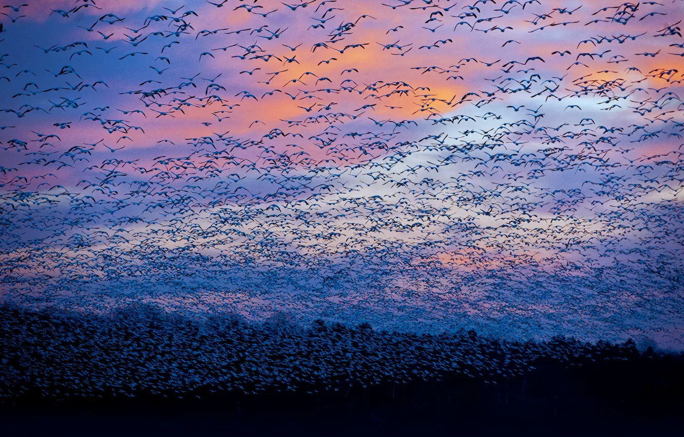 Photo wallpaper the sky, clouds, birds, Canada, geese, QC, river Saint-françois, migration