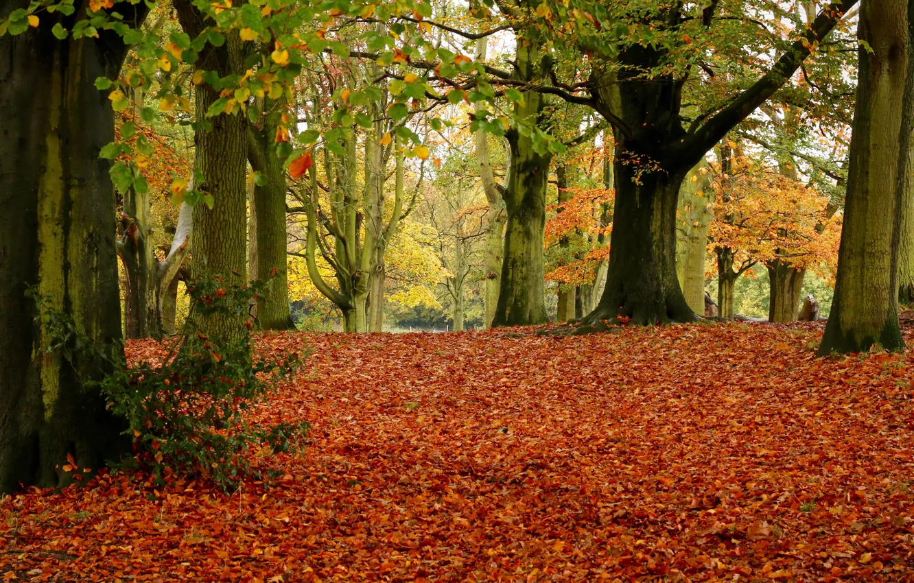 Photo wallpaper autumn, leaves, trees, Park, foliage, England, London, London