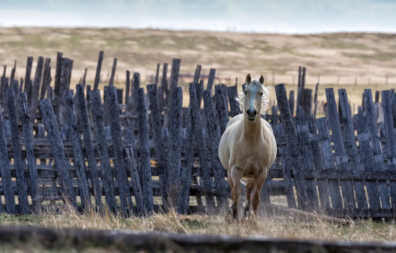 Photo wallpaper background, horse, the fence