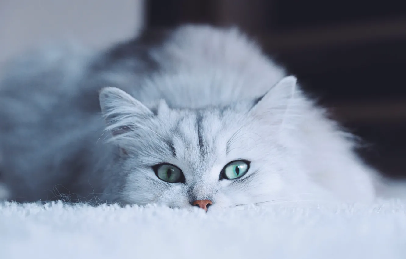Photo wallpaper cat, white, eyes, cat, look, face, background, portrait