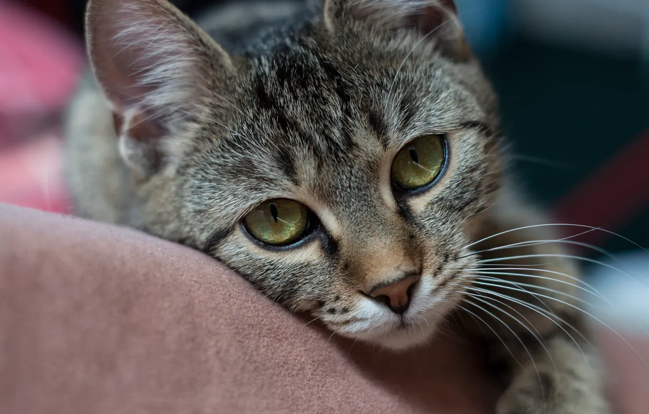 Photo wallpaper cat, cat, look, face, grey, background, portrait, lies