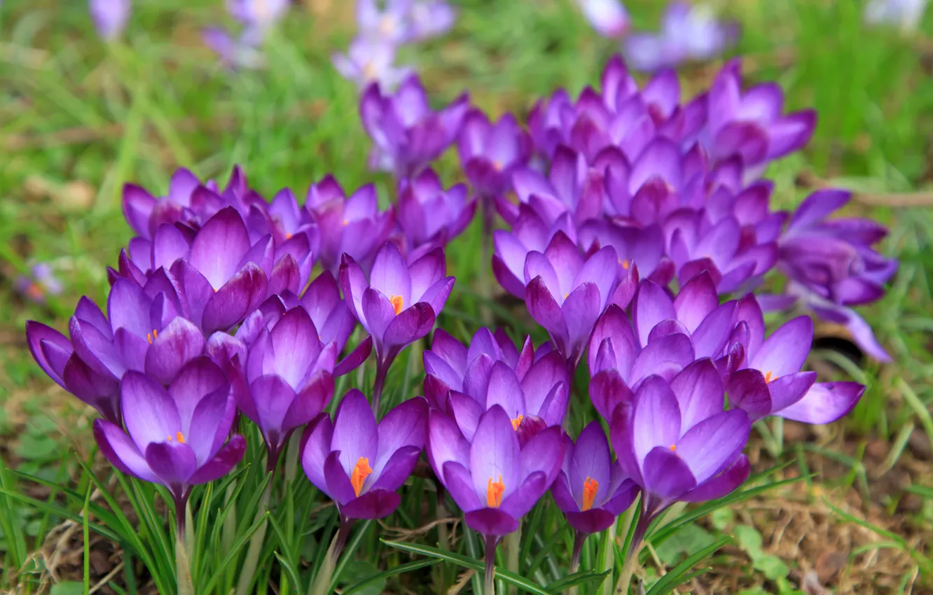 Photo wallpaper nature, spring, crocuses, flowering