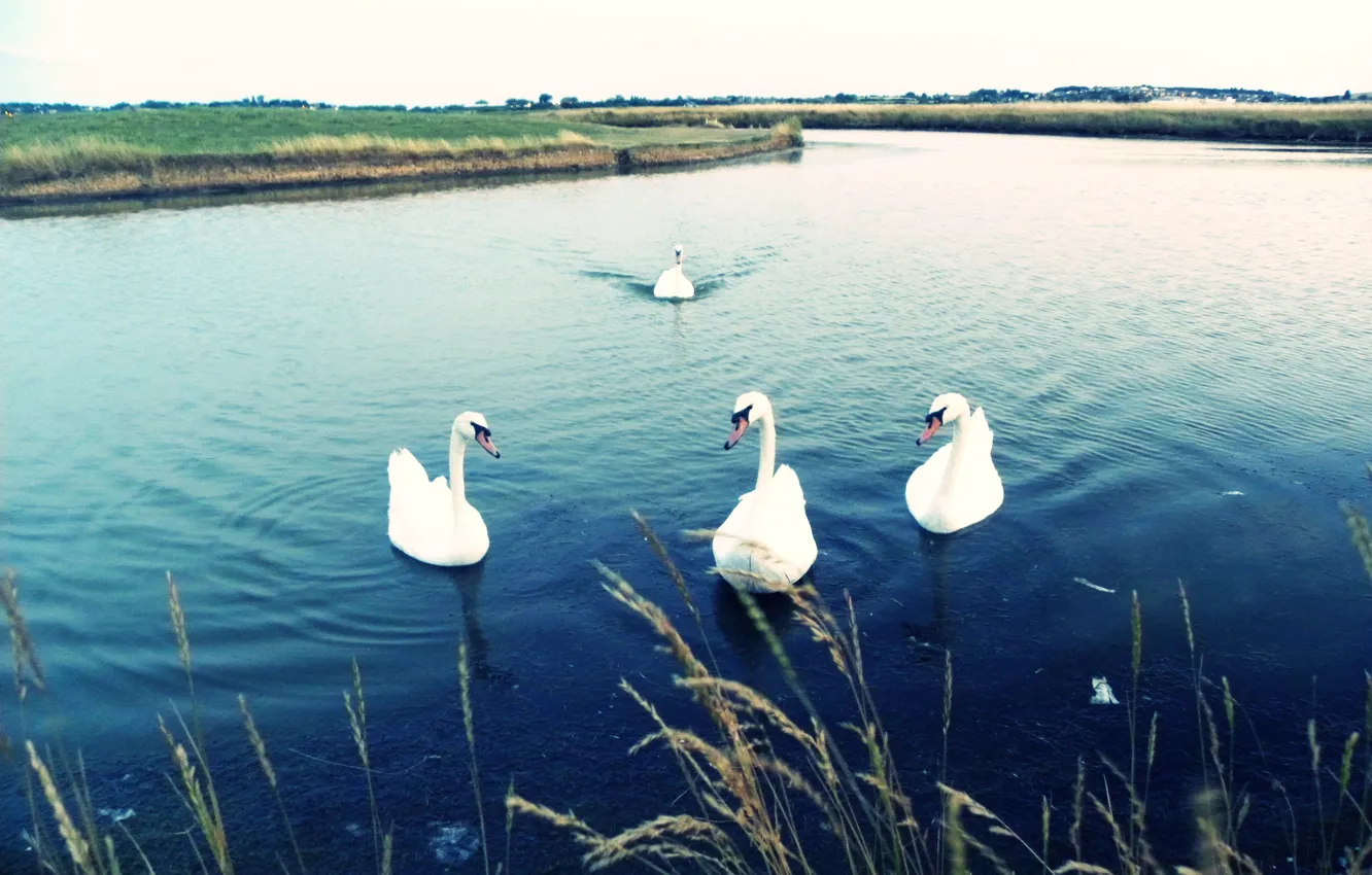 Photo wallpaper lake, white, swans