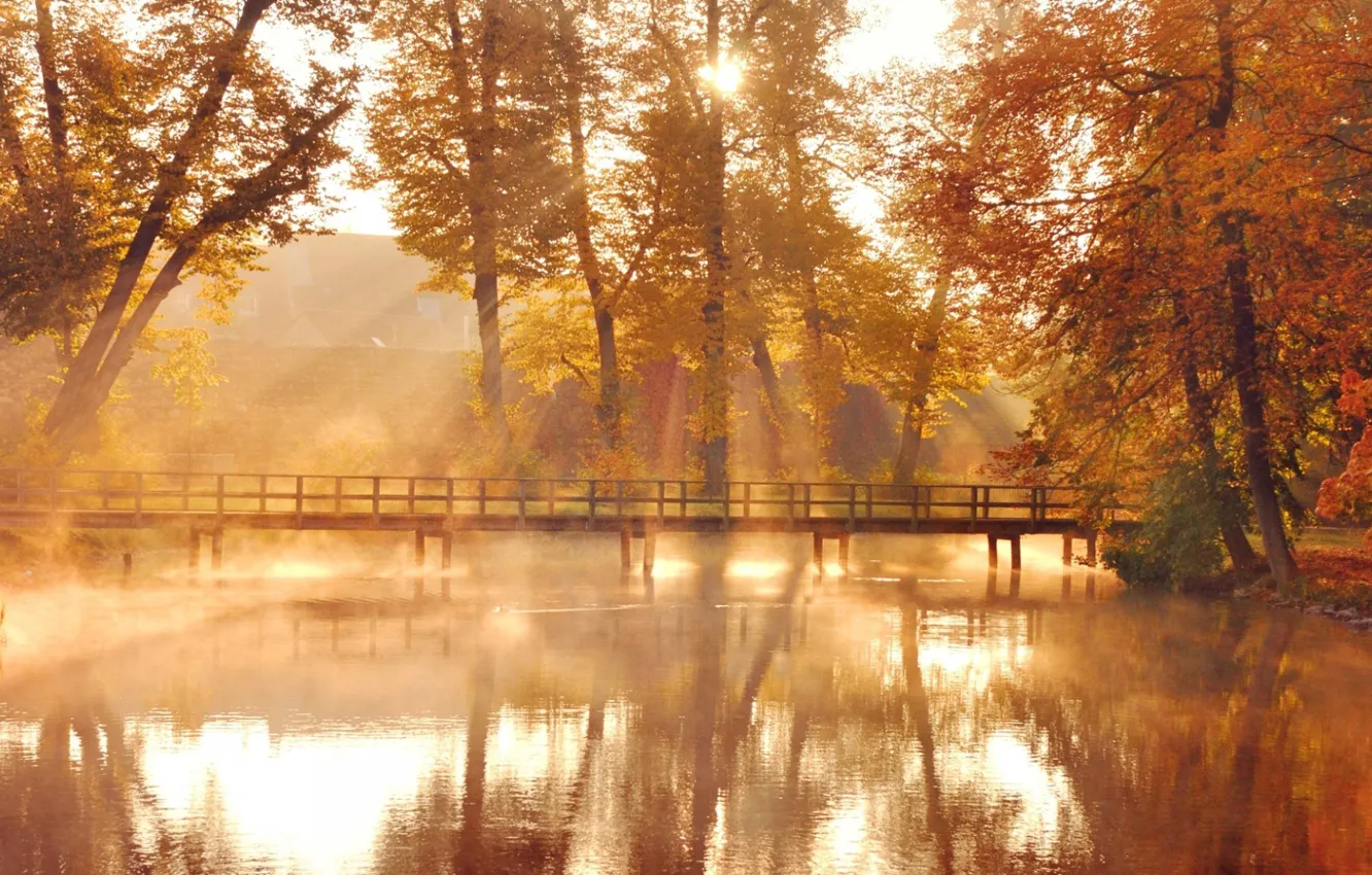 Photo wallpaper forest, bridge, fog, river, photo, dawn, morning