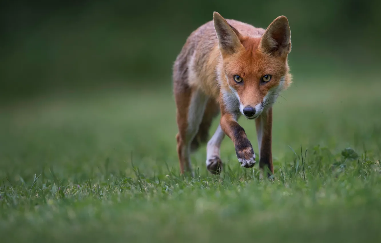 Photo wallpaper grass, look, pose, glade, paws, Fox, red, walk