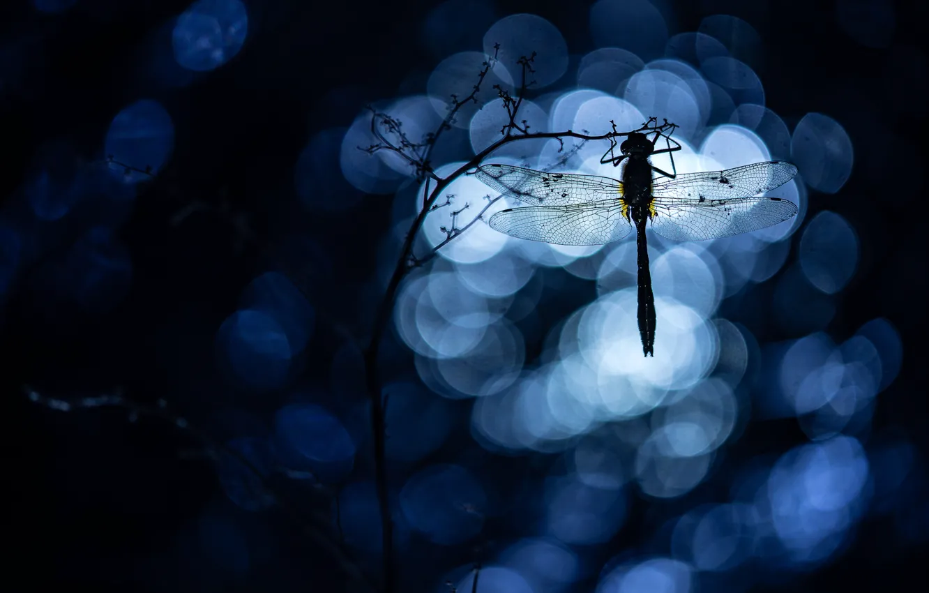 Photo wallpaper macro, dragonfly, insect