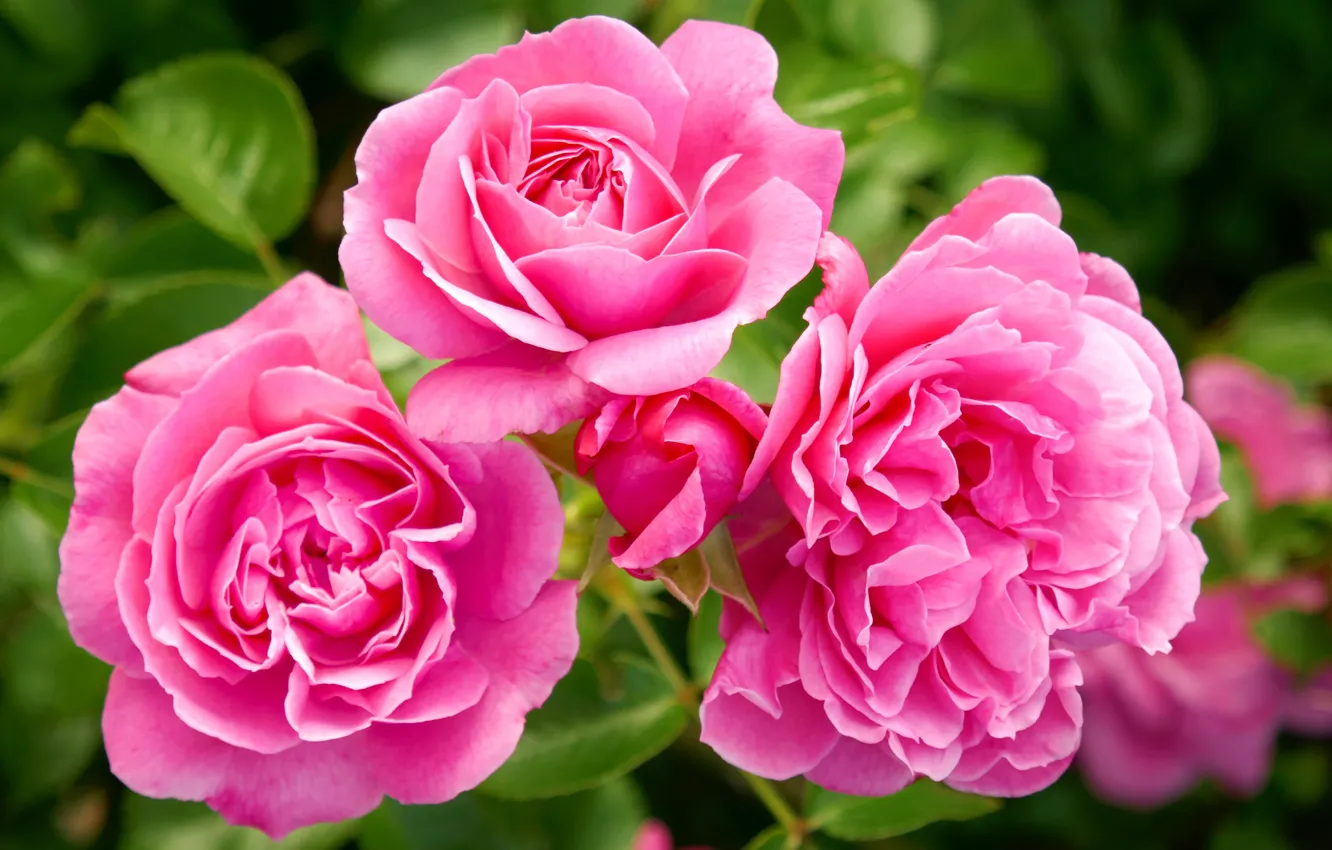Photo wallpaper macro, flowers, roses, pink, the bushes