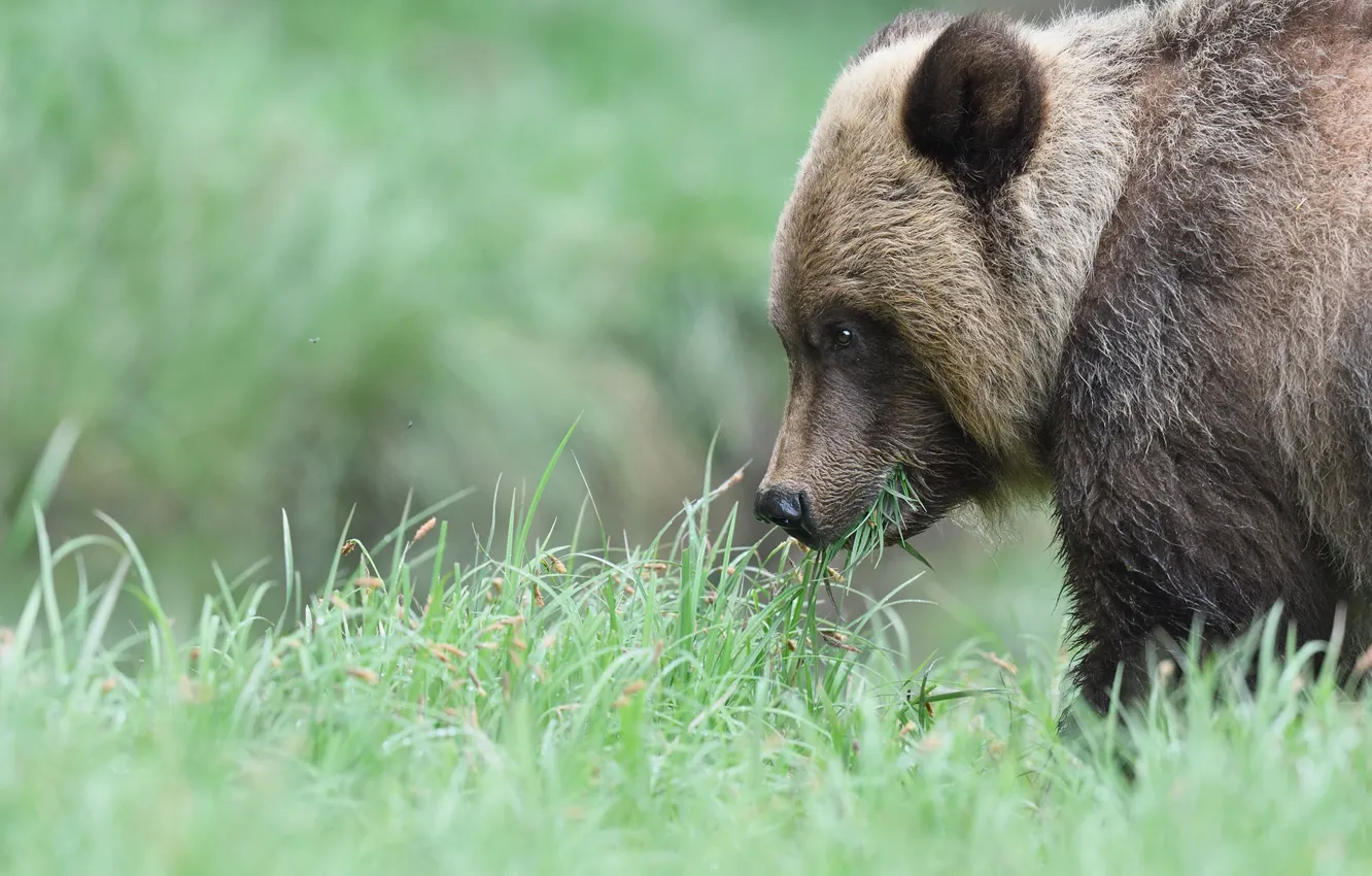 Photo wallpaper grass, face, glade, bear, profile, bear