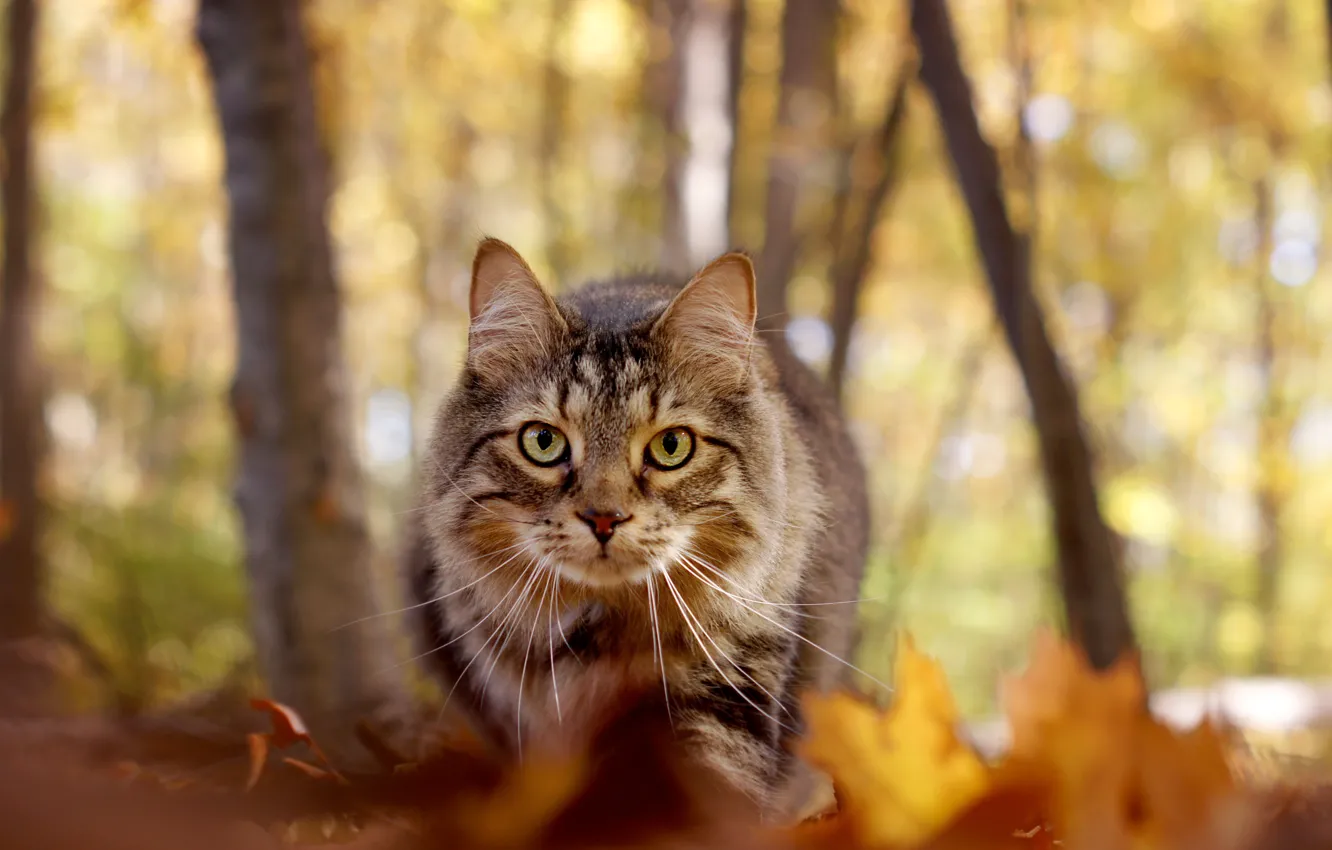 Photo wallpaper autumn, cat, look, muzzle, bokeh, Maine Coon
