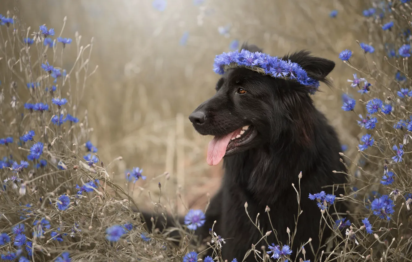 Photo wallpaper language, face, flowers, dog, wreath, cornflowers, German shepherd