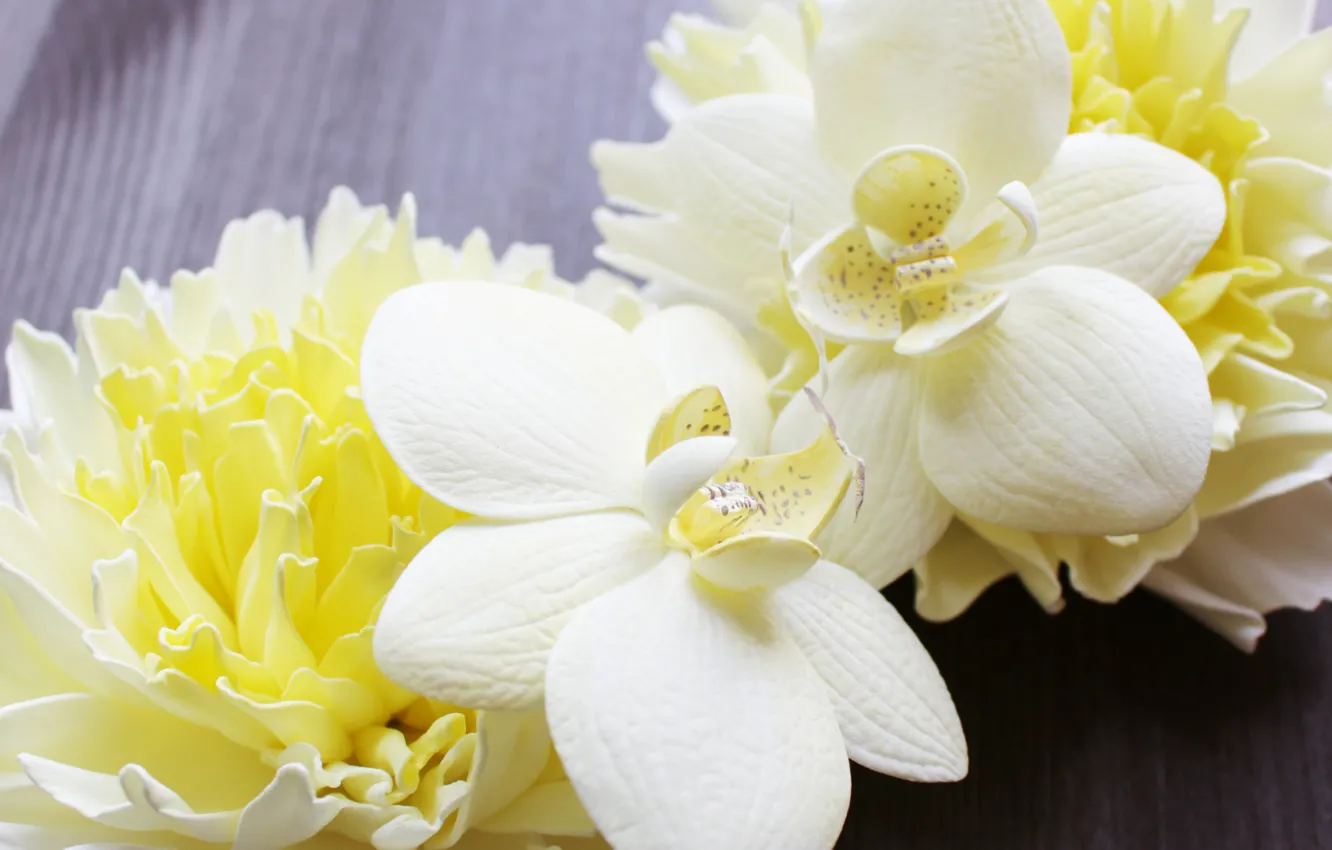 Photo wallpaper orchids, chrysanthemum, Orchid, lemon, vanilla