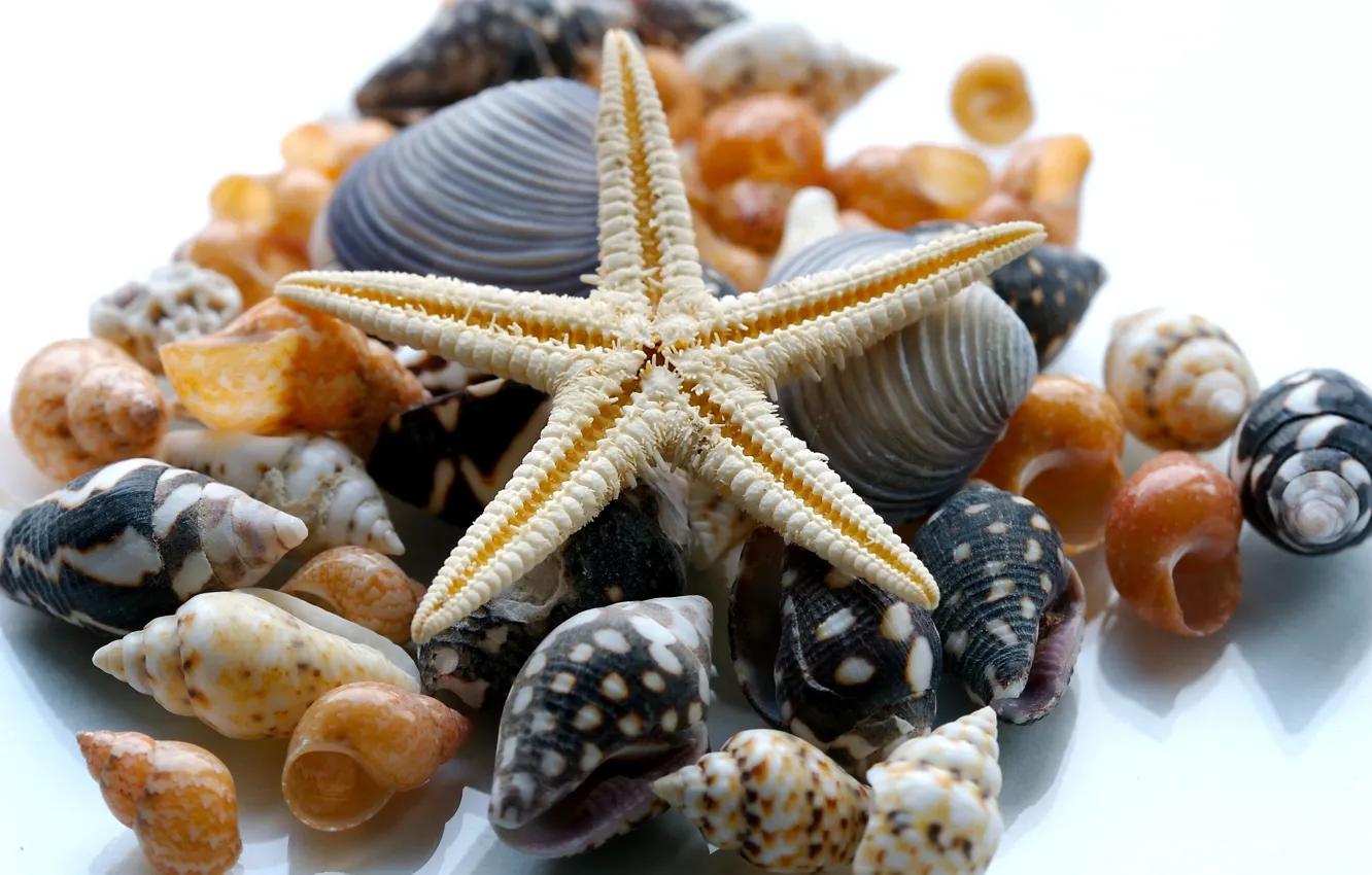 Photo wallpaper nature, shell, starfish