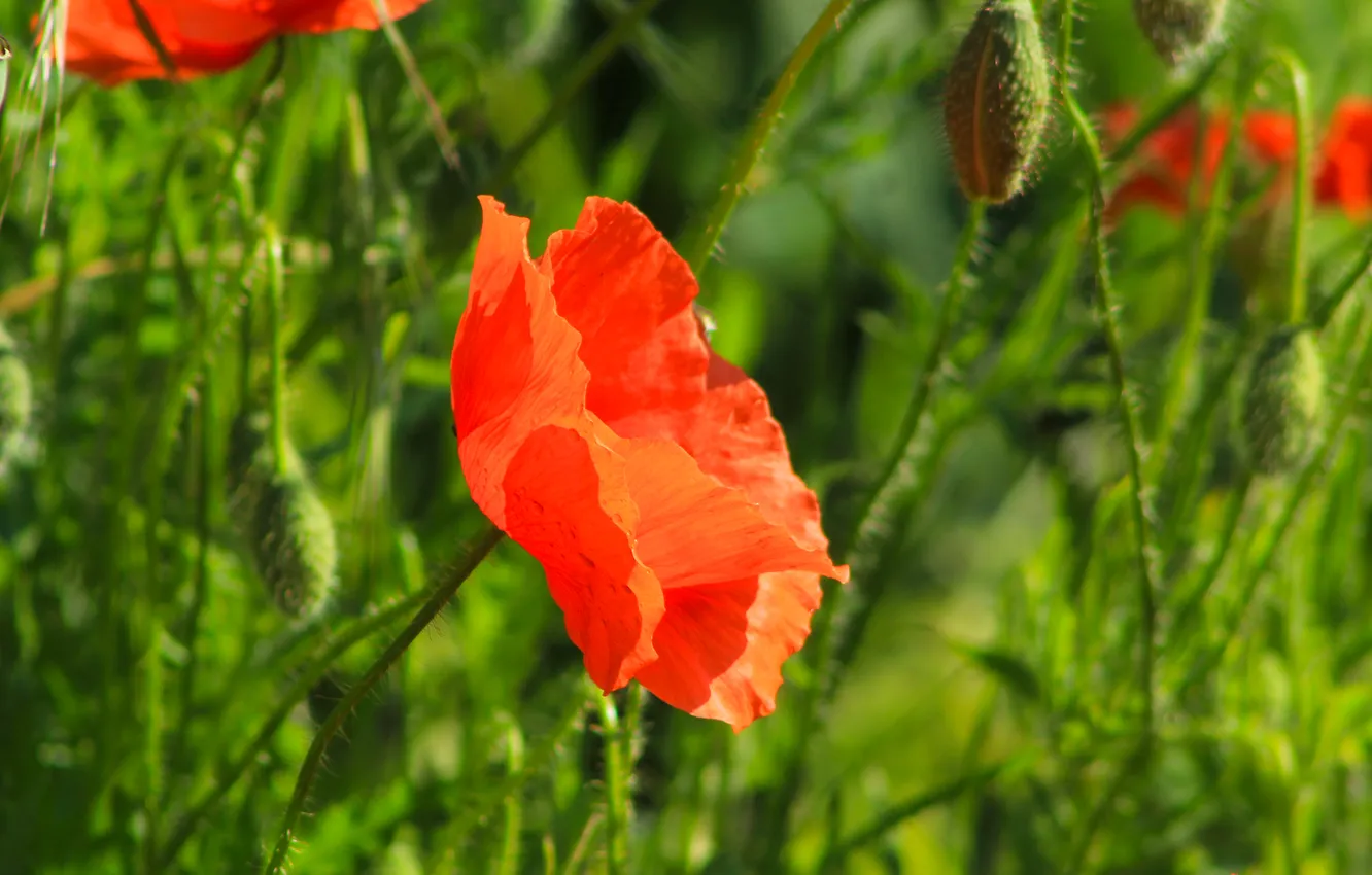 Photo wallpaper red, flower, poppy