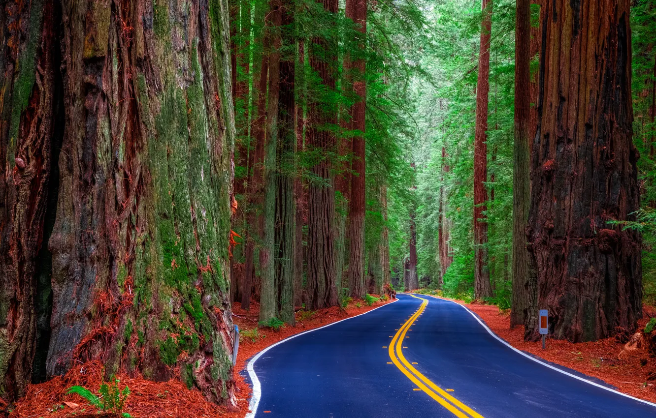 Photo wallpaper road, forest, trees, United States, California, Redwood State Park