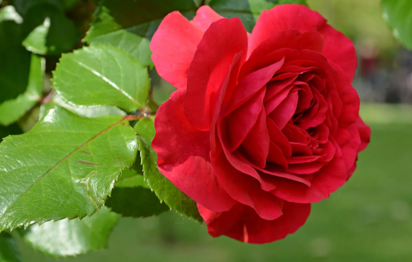 Photo wallpaper macro, roses, petals, buds