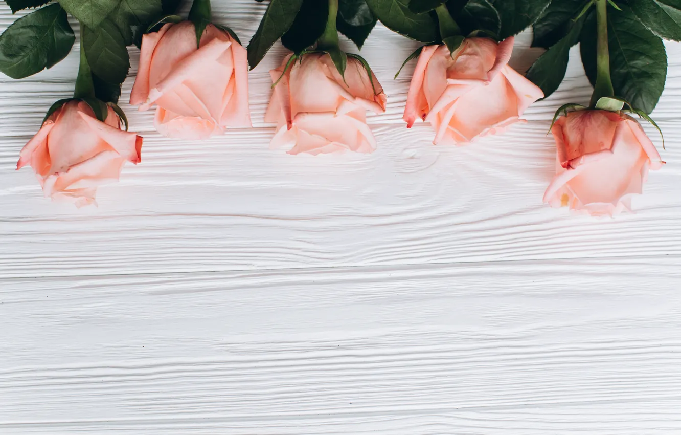 Photo wallpaper flowers, background, roses, buds