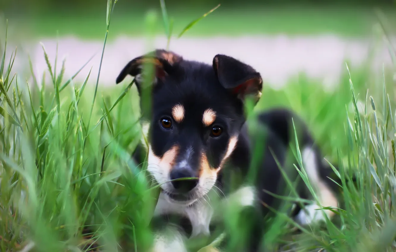 Photo wallpaper each, puppy, weed, mongrel