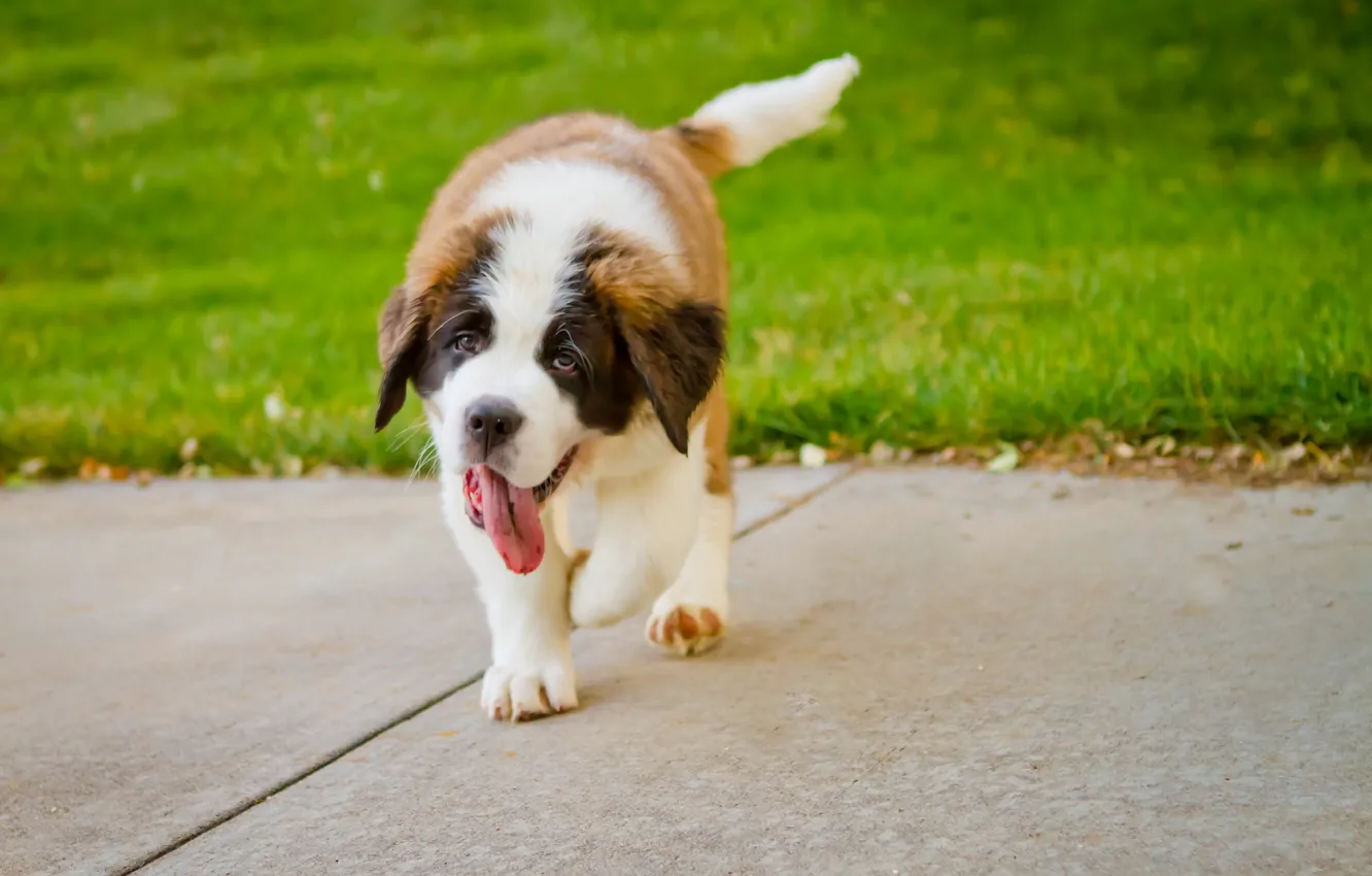 Photo wallpaper look, each, dog