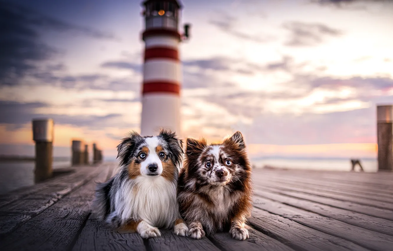 Photo wallpaper dogs, lighthouse, friends